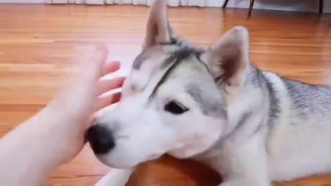 Funny dog using talking button to swear!