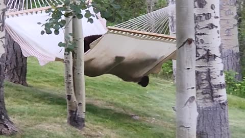 Bear Struggles to Get On Hammock