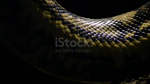 Slow motion extreme close up shot of a dangerous green snake climbing on a branch of a tree.