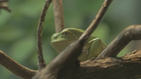 Treefrog sitting on branch