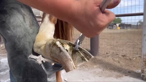 LONG HOOVES on ARABIAN STUD Horse Restoration