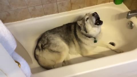 Stubborn Husky throws hilarious temper tantrum