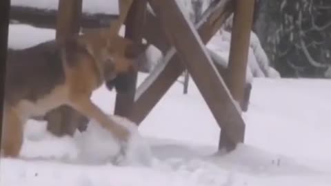 German shepherd making snow ball