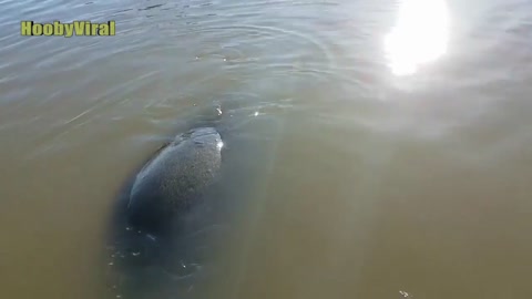 ¡INESPERADO! León marino arrastra a una niña en el muelle al agua