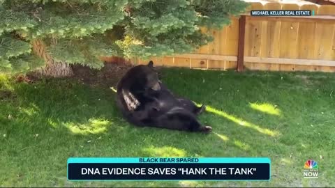 DNA Evidence Saves 500-Pound Black Bear 'Hank The Tank' From Euthanasia