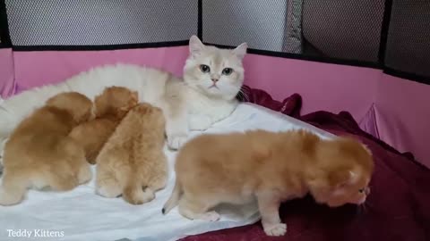 Golden British shorthair kittens and their mother-cat Caramel