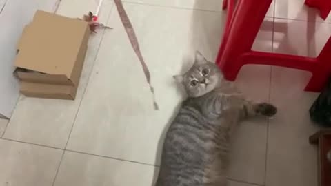 The cat biting the rope