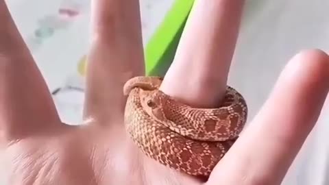 World smallest Snake roll finger small snakes Snake play with hand | itz king maker