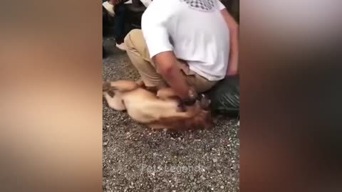 Cat and Dog fighting video