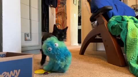 Cats loves to play with toys