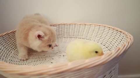 Kittens walk with a little chicken