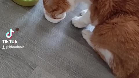 Cute older kitty gets tasty treat