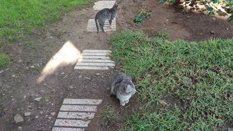 Twin Cute Kittens Having The Same Fascinating Grey Color, But Charming Green and Brown Eyes (2021)