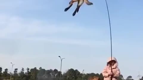 Dog Jump High