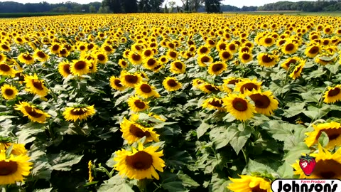 Relaxing flight Over Sunflowers at the Watermelon Festival This Weekend at Johnson's Farm Produce.