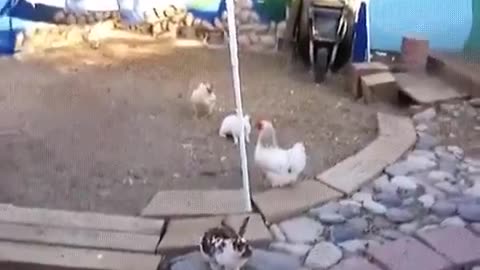 Ugly bunny fight is swiftly broken up by the chicken police.