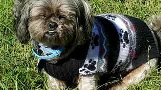 SHIH TZU posing