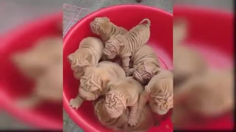 Cute baby dogs funny video