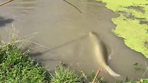 Unbelievable Old Fisherman Defeats 75KG Giant Arapaima Fish