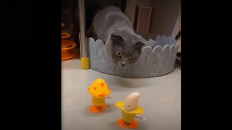 Cat Reaction to Playing Toy - Funny Cat Toy Reaction Compilation