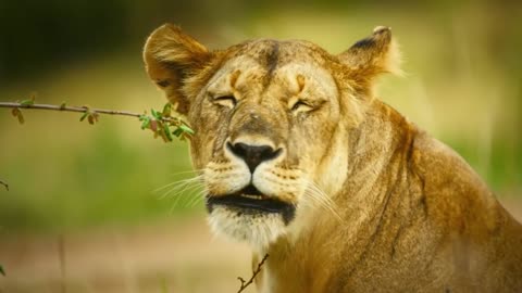 Baboons Specialize At Stealing Lion Babies