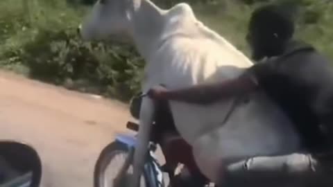 When the cow rides a motorbike and