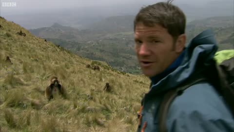 Fearsome Teeth of the Gelada Baboon | Deadly 60 | BBC Earth