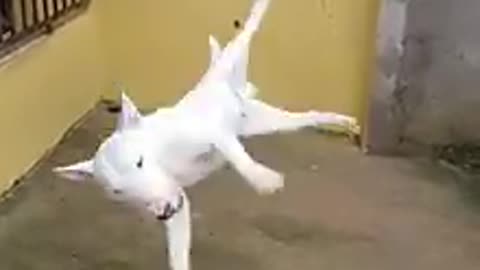 Cute dog doing jymnastic stunt