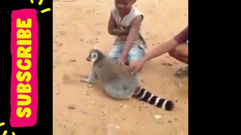 The lemur