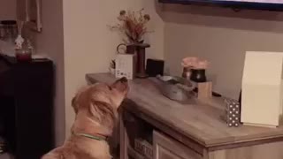 Playful dog barks at furry friends on TV