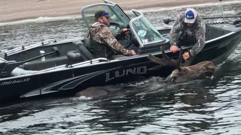 Moose Swimming in Circles Saved by Good Samaritans