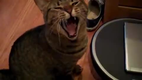 Cat meows and yawns at the same time