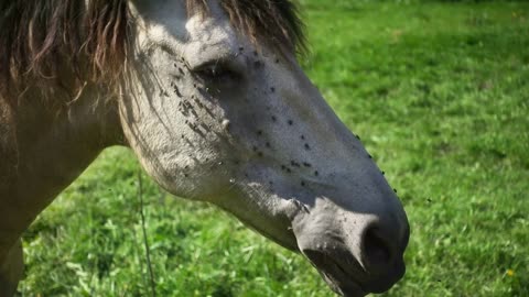 Horse feeding on field with of juicy green grass