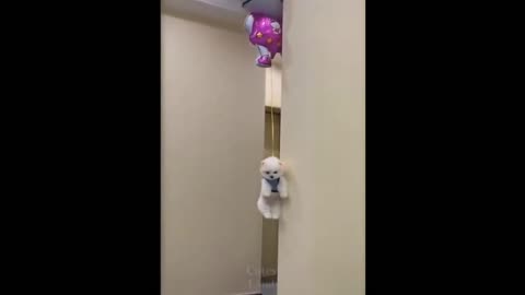 kitten flying while being tied with air baloon,super funny kitten videos,