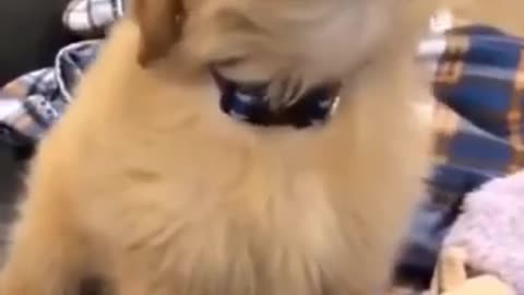 Baby Golden Retriever funny video : )