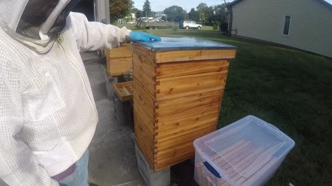 September 19 2024 Swarm Hive Inspection Part I