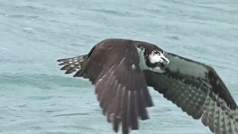 Osprey Catches A Barracuda Fish in The Ocean