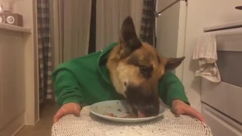 German shepherd dog eating dinner with hands, King's bday spaghetti.