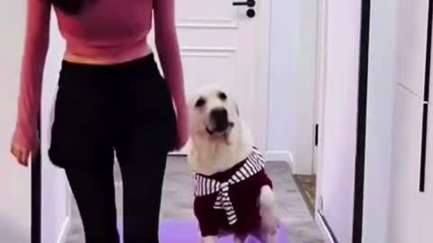 how a Dog irritate her By His Imitate Quality? Funniest Video of Dog.....