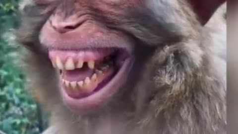 funny 🤣😜 Monkey 🐒 OMG