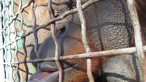 Kissing a male orangutan