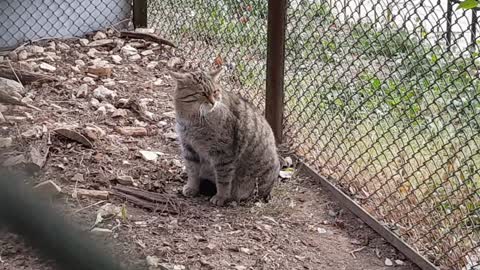 European wild cat 🐈🙀🙀