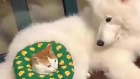 Dog and cat funny moments 😄 😆