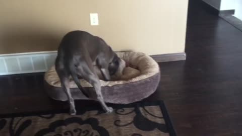 Dog unsuccessfully buries bone in her bed