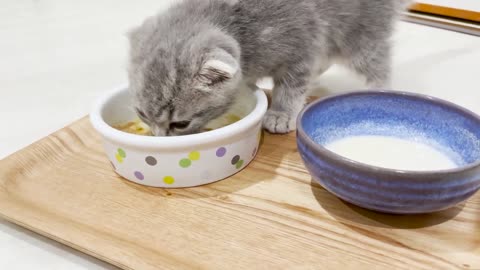 The kitten that always comes next to its owner when sleeping is so cute