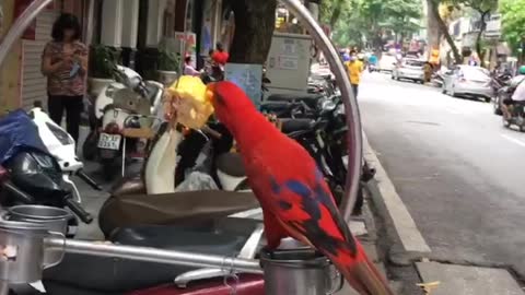 The parrot's eating style is very limited