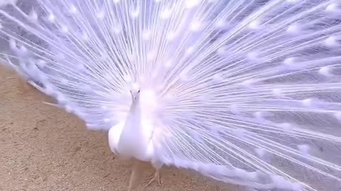 Peacock dance