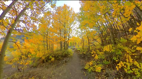 Fall Colors - North Lake, Bishop, CA