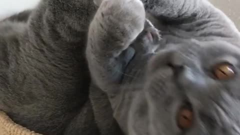 Lazy cat gives himself a self-made pedicure