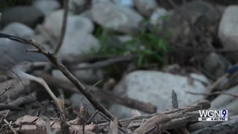 Hundreds of black crowned night herons nesting right about Lincoln Park Zoo